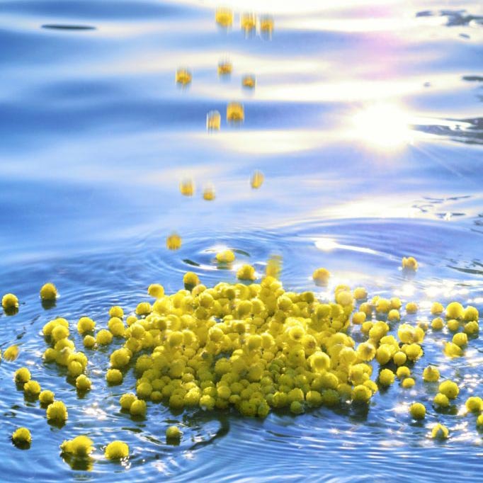 Gelbe Kügelchen fallen in Wasser, das durch Lichtreflexionen glänzt.